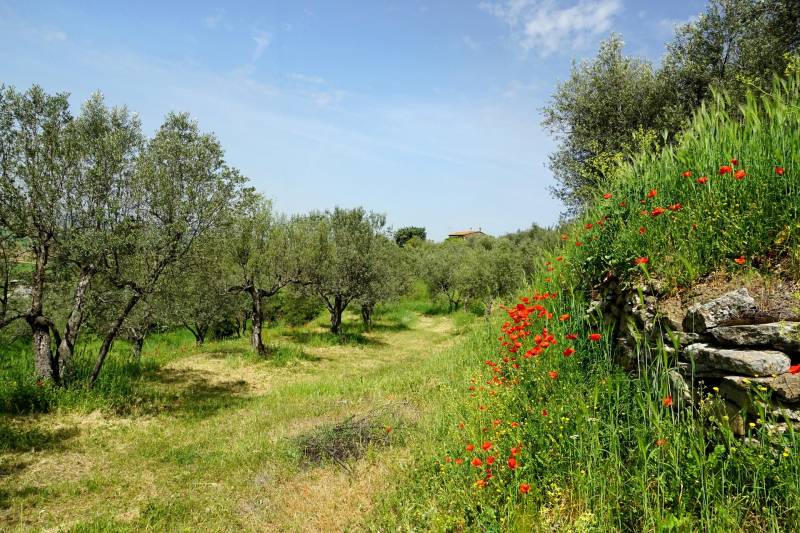 Création de jardin méditerranéen haut de gamme avec oliviers, allées et arrosage automatique à Saint-Rémy-de-Provence par paysagiste spécialisé