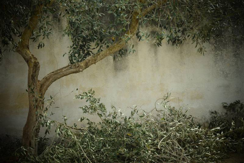 Élagage et taille raisonnée de platanes centenaires à Mouriès : entretien paysager sécurisé dans une allée de mas provençal