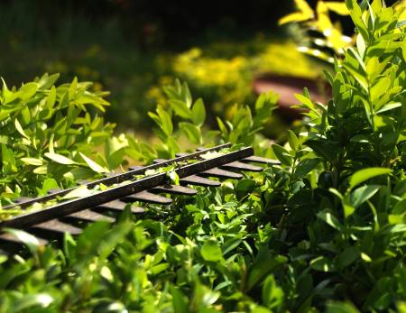Notre zone d'activité pour ce service Entreprise d’élagage pour taille en sécurité de cyprès et oliviers anciens dans les jardins à